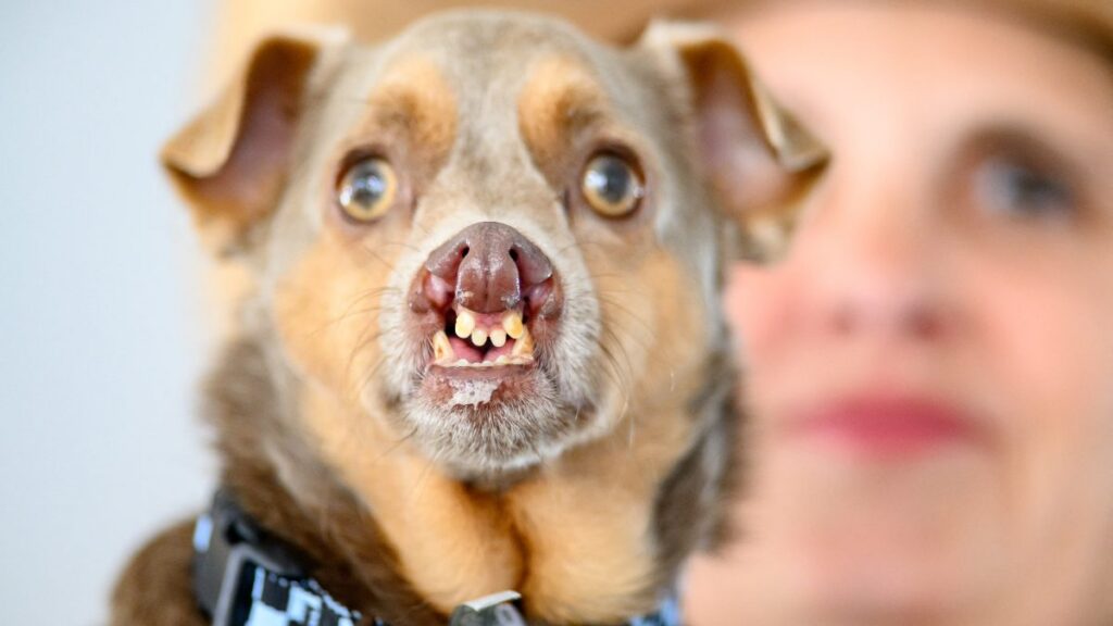 Otto ganó el segundo lugar del concurso del perro más feo del mundo 2026.