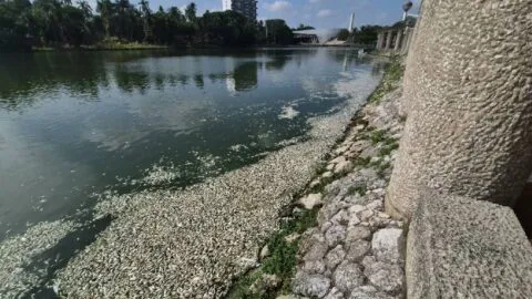 Aparecen miles de peces muertos en la Laguna de la Ilusiones en Villahermosa, Tabasco