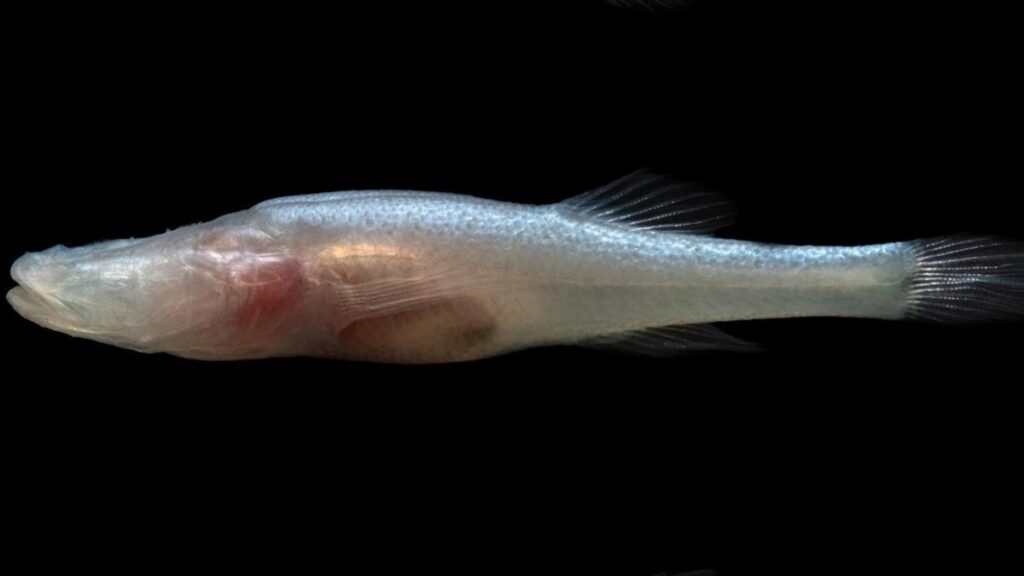 Un pez cavernario recibe su nombre por "Stranger Things"