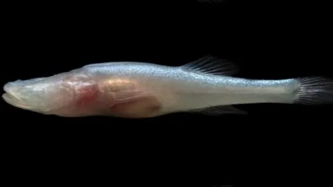 Descubren a un raro pez ciego y lo bautizan en honor al Demogorgon de "Stranger Things"