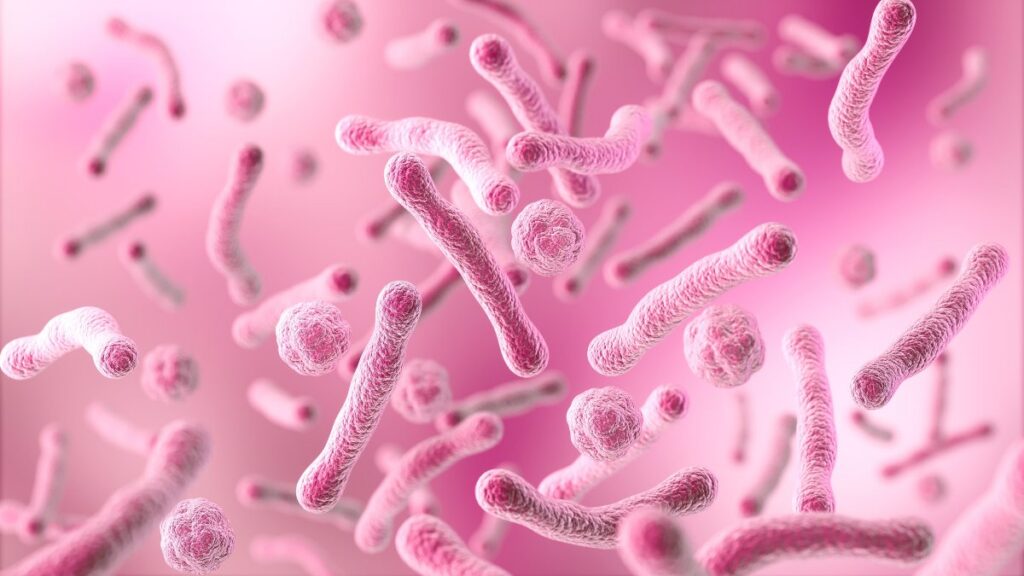 Probioticos