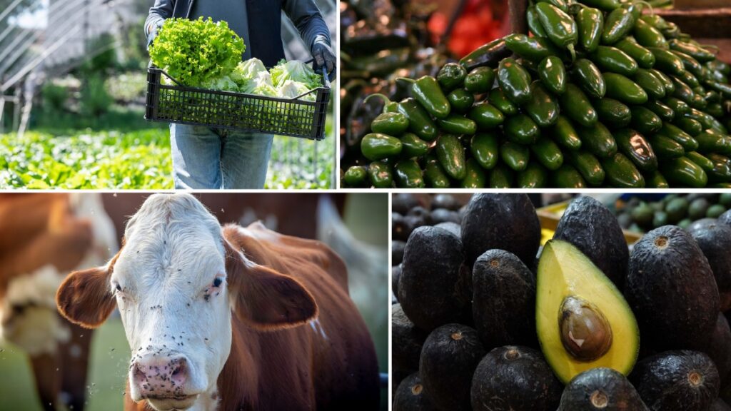 Productos mexicanos en la lupa de EE. UU. Fotos: Getty/Cuartoscuro