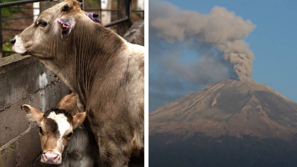 Volcán de lodo hace erupción y arrasta ganado en Colombia. Foto: Cuartoscuro