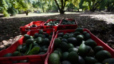 Los cinco estados que lideran la producción de aguacate en México