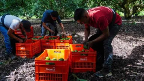 Aguacate de Michoacán: una alerta que exhibe la violencia