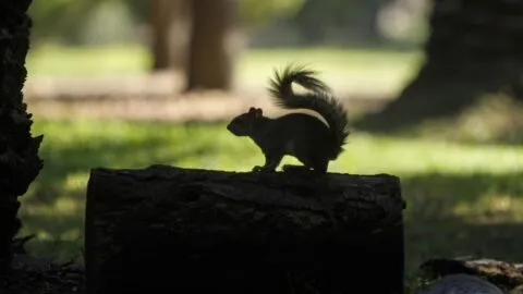 Viveros de Coyoacán permanecerá cerrado este sábado por intensas lluvias