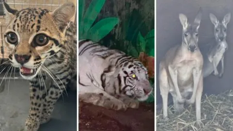 Animales exóticos de narcotraficantes: ¿por qué los tienen y a dónde van cuando son decomisados?