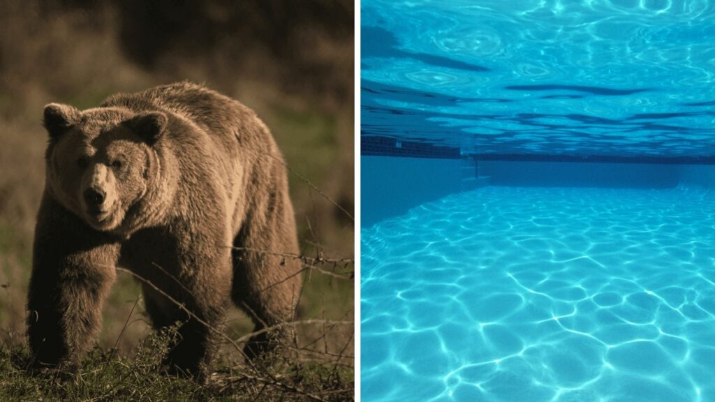 Enorme oso se da un chapuzón en una alberca. Foto: AFP/Getty