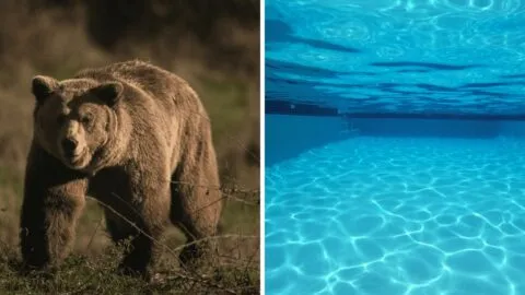 ¡Visita inesperada! Oso se da un chapuzón en alberca de una casa en California