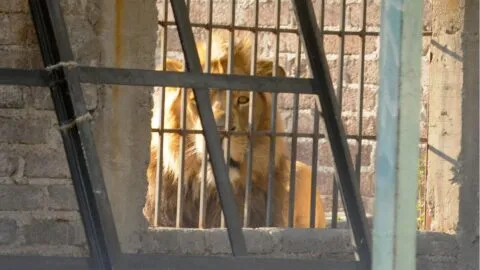 Encuentran un león en vivienda abandonada de Matamoros