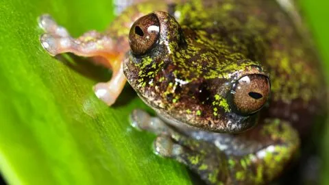 Descubren en Costa Rica una nueva especie de “rana del café”