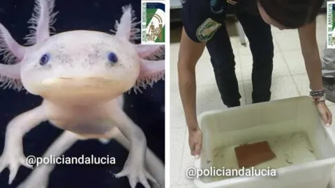 Autoridades de España rescatan 29 ajolotes mexicanos; eran vendidos ilegalmente