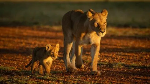 Conoce al verdadero "Rey León"; colocan cámaras a un cachorro durante 4 años