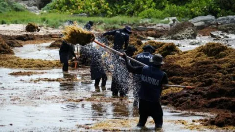 ¿Hasta cuándo habrá sargazo? Alga invade Cancún y estiman que siga hasta octubre