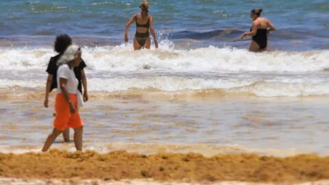 Sargazo rebasa esfuerzos en Quintana Roo; turismo ya resiente la crisis
