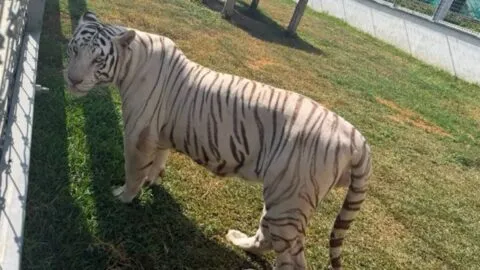 Tigres, jaguares y más: hallan 130 animales exóticos durante cinco cateos contra el robo de combustible en Tamaulipas