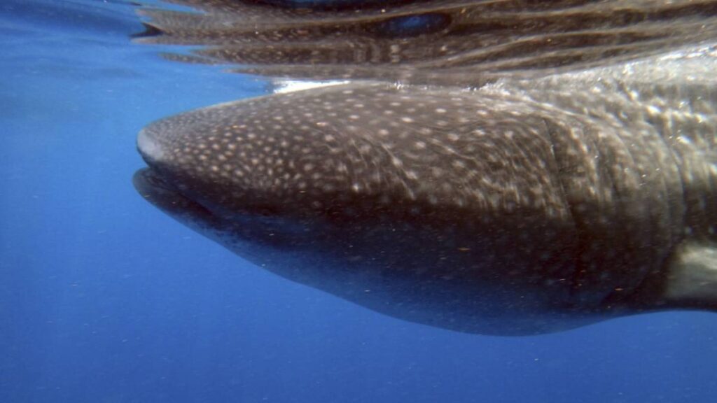 Pescadores registraron el momento en que el pez más grande del mundo nadó cerca de su lancha.