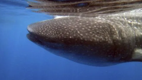 Tiburón ballena sorprende a pescadores en Campeche; captan al pez más grande del mundo