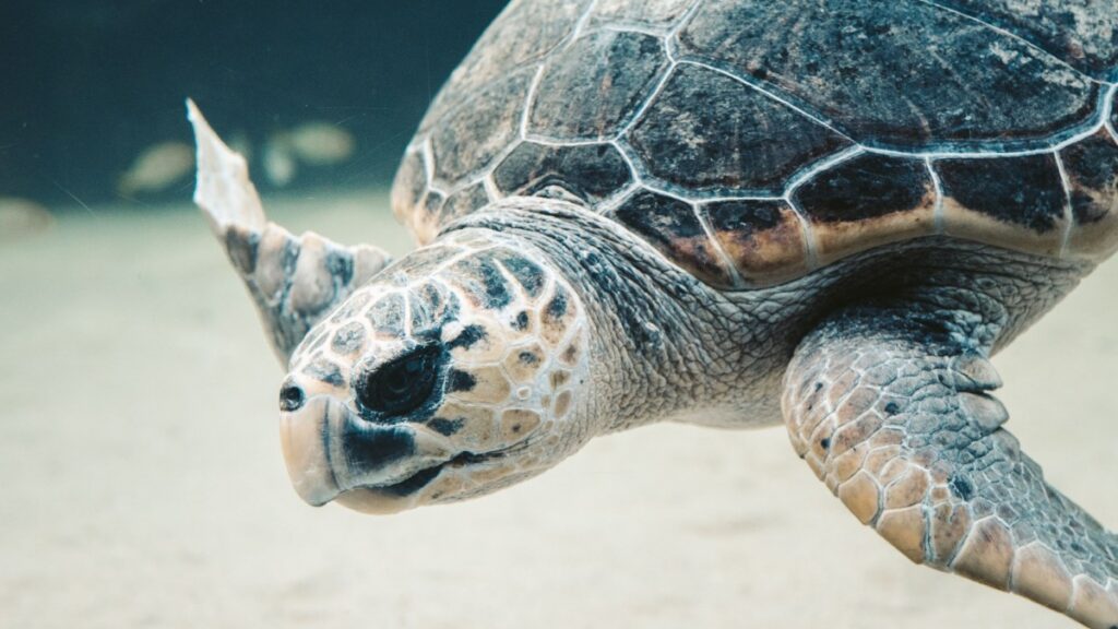 Tortuga