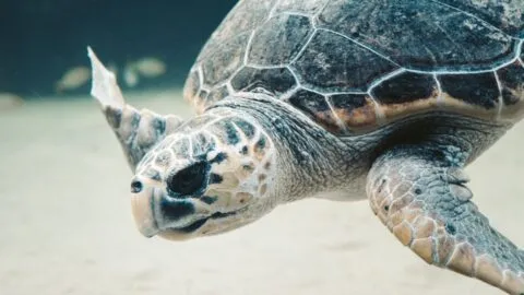 Tortuga muerde en el glúteo a la modelo Cynthia Benítez durante sus vacaciones; muestra sus heridas en video