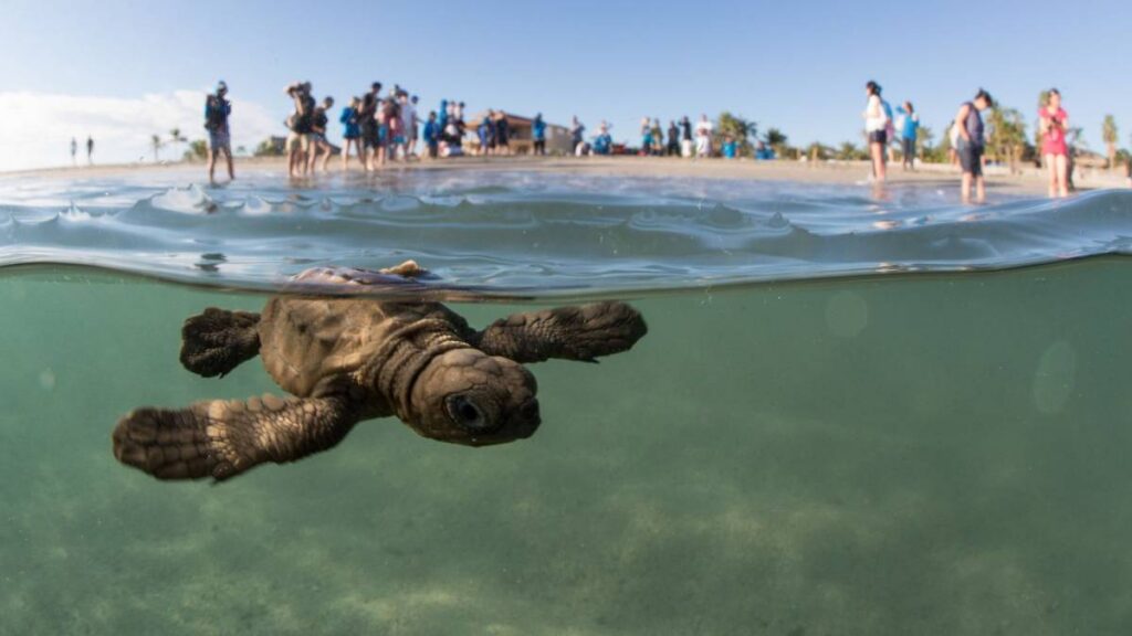Presunto maltrato a crías de tortuga en Playa del Carmen ha provocado solicitudes ciudadanas para investigar los hechos.