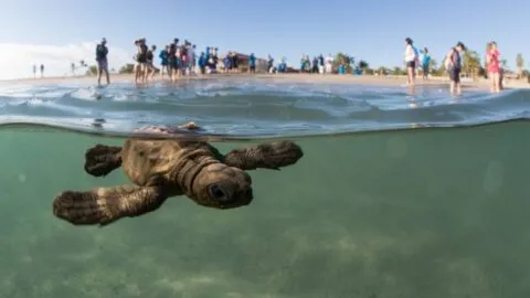 Usuarios de redes exigen investigación por presunto maltrato a crías de tortugas en Playa del Carmen