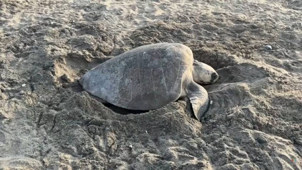 Tortugas luchan contra la extinción.