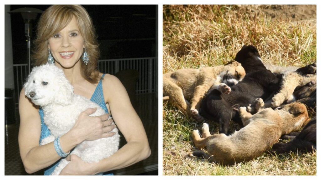 Tres Perros De Linda Blair Seran Inspeccionados