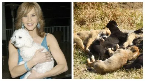 Refugio de Linda Blair tenía 251 perros; esto encontraron las autoridades