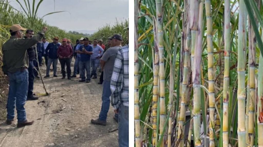 Cañeros de San Luis Potosí enfrentan crisis.