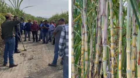 Cañeros de San Luis Potosí enfrentan crisis por ingreso de azúcar y fructosa extranjera