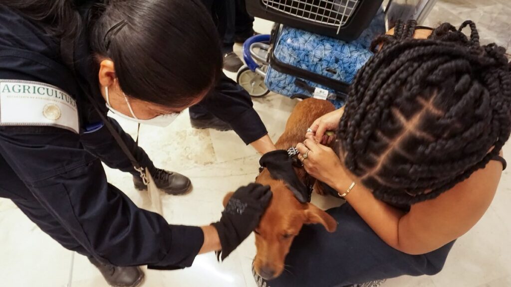 ¿Viajas con tu perro o ave desde EE. UU.? Implementan nuevas reglas para mascotas por gusano barrenador