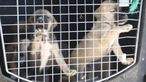 Rescatan 8 perros y 12 gatos durante operativo contra crueldad animal en Tlajomulco