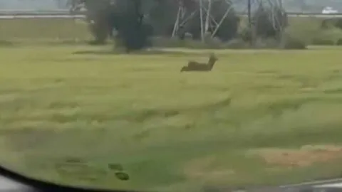 Captan a venado deambulando en la carretera México-Veracruz, en Calpulalpan; buscan a otros tres ejemplares