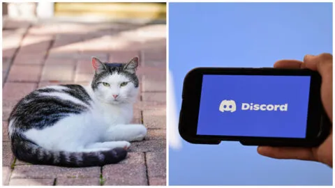 Torturaba gatos y lo transmitía en vivo: arrestan a adolescente acusado de maltratar a más de 200 animales en Brasil