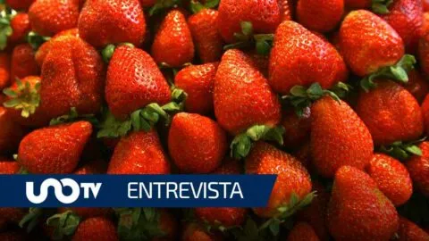 Advierten riesgo de arancel a fresas, lechuga y mango en Estados Unidos