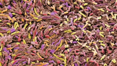 Alerta por E. coli: retiran arándanos congelados en EE. UU.
