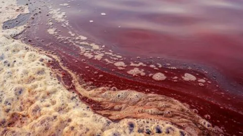 Alerta por Marea Roja en Texas: qué está pasando en las playas de Galveston