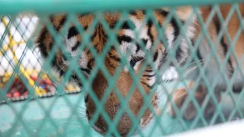 Tigre de Bengala, mono araña y loros: así fue el operativo contra delitos en Michoacán
