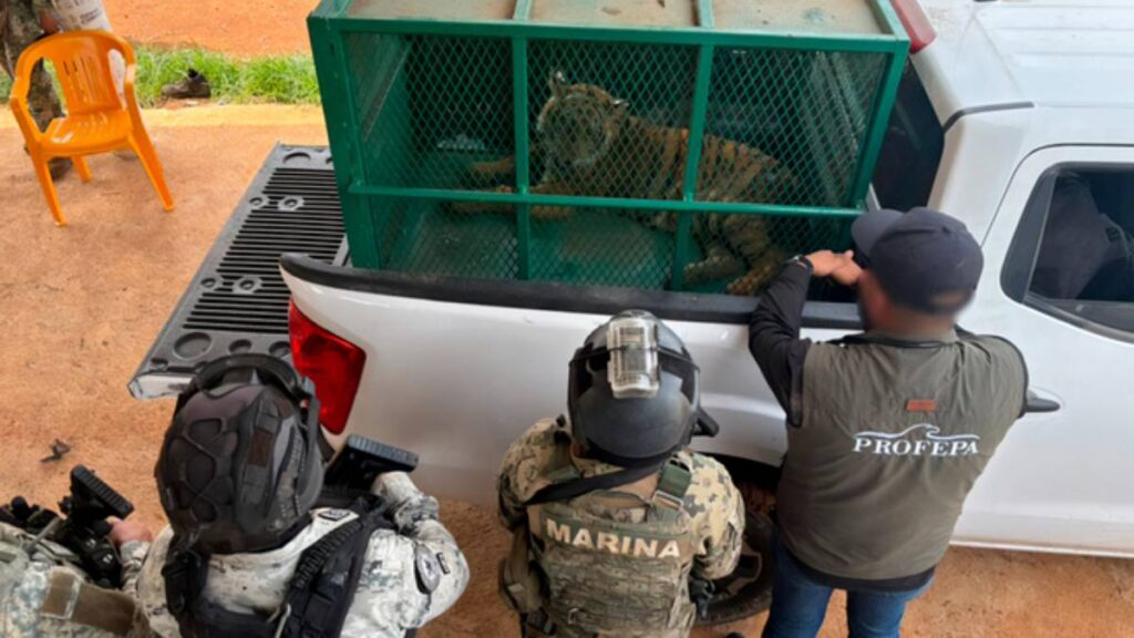 Aseguran dos tigres de Bengala