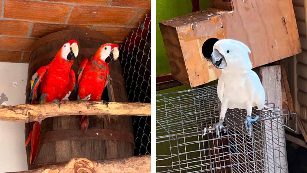 Aves Mazatlán