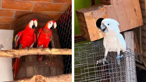 Tenían guacamayas, loros y cotorras sin permisos; aseguran más de 200 aves en Mazatlán