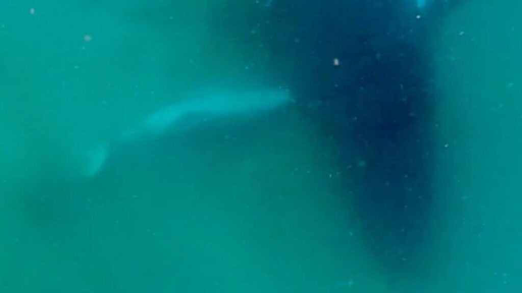 Ballenas