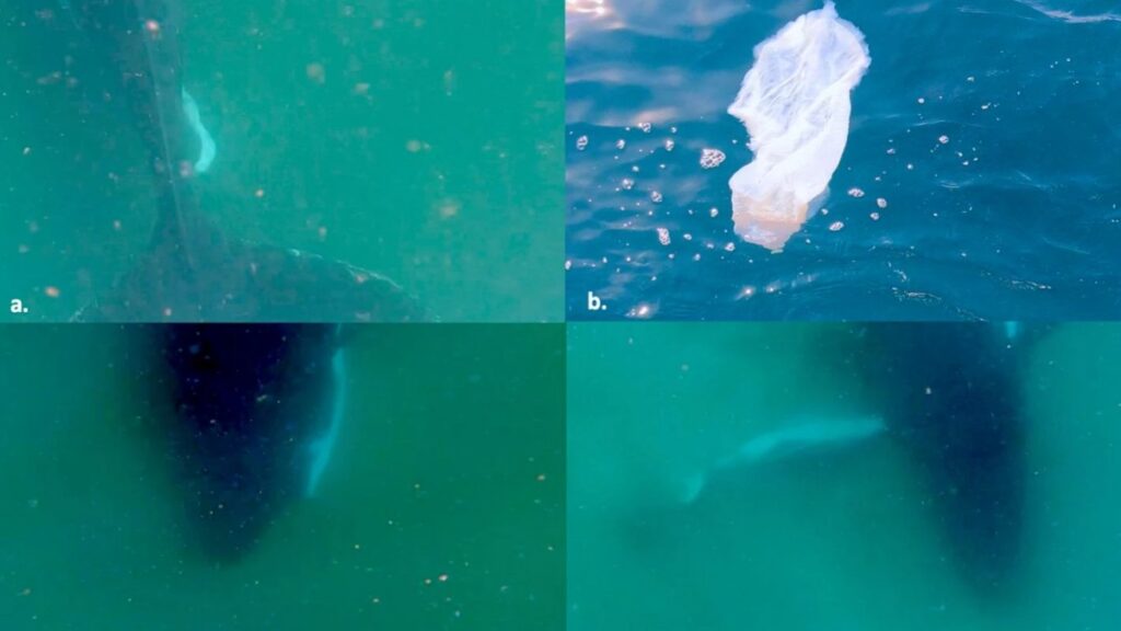 Ballenas