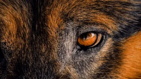 Otra vez en Coahuila: captan camioneta arrastrando a un perro; dueño dice que fue accidente