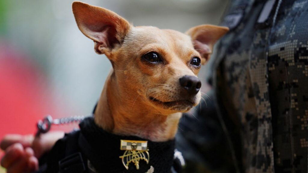 La Guardia Nacional de México presenta a un pequeño recluta chihuahua.

