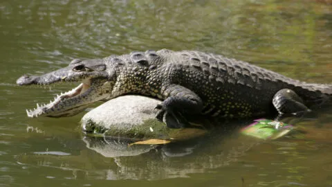 Colima emite alerta por cocodrilos en playas de Manzanillo