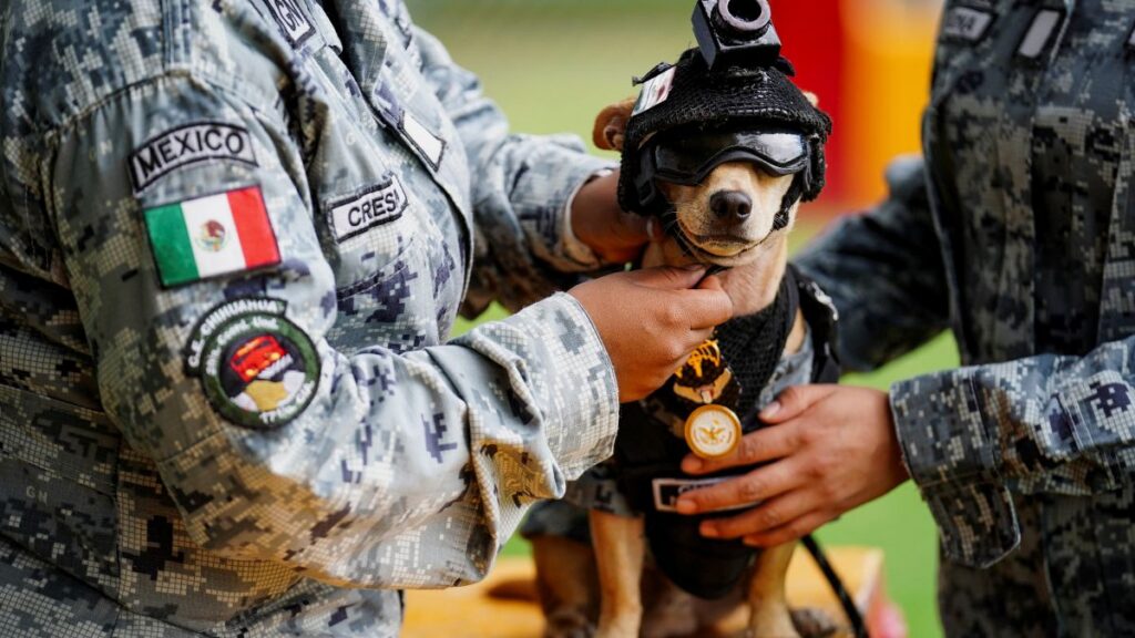 La Guardia Nacional de México presenta a un pequeño recluta chihuahua.
