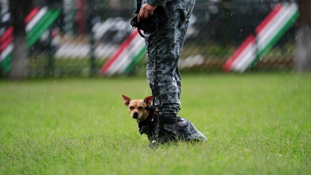 La Guardia Nacional de México presenta a un pequeño recluta chihuahua.