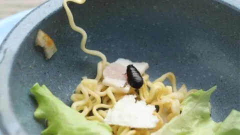 ¿Qué comen los médicos residentes? Los especialistas comparten fotos de alimentos con insectos